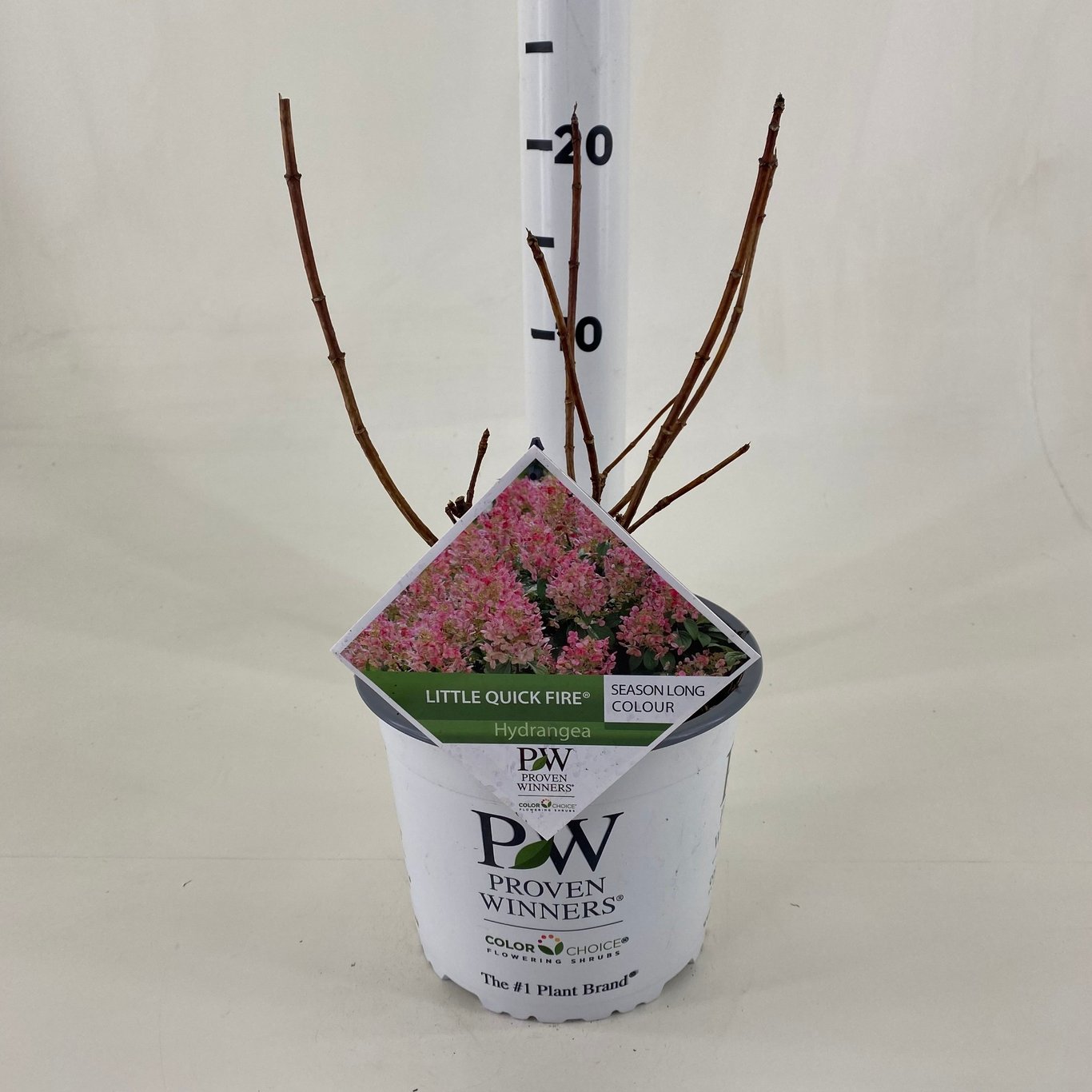 Hydrangea pan. 'Little Quick Fire' - C3 20-30 CM